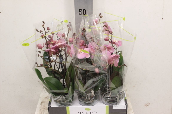 <h4>Phal Tablo Roze 2 Tak</h4>