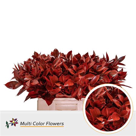 Ruscus Kl Bh Rood