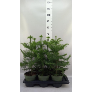 Araucaria heterophylla