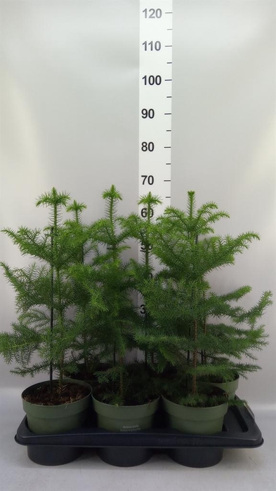 <h4>Araucaria heterophylla</h4>