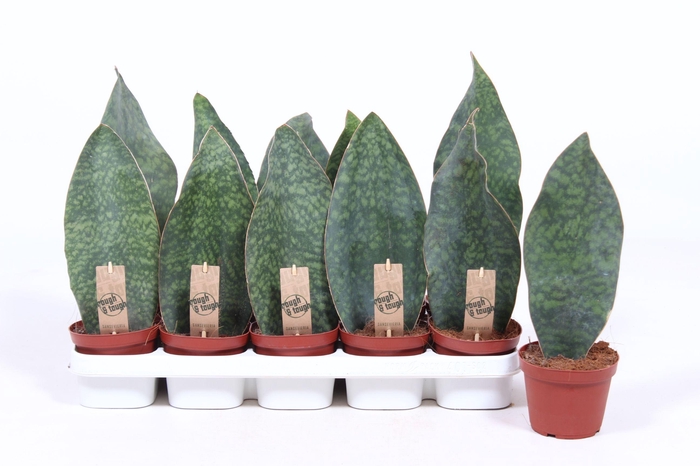 <h4>Sansevieria Victoria</h4>