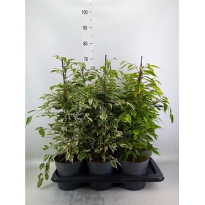 Ficus benja.   ...mix