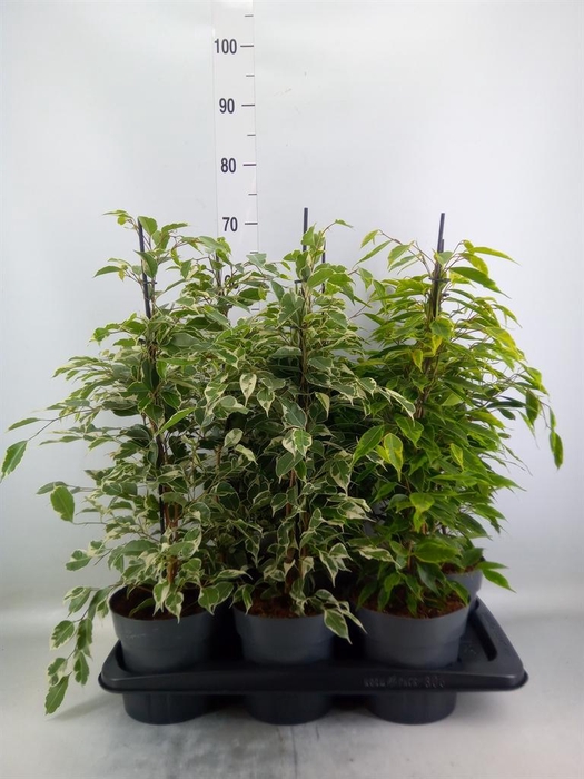 <h4>Ficus benja. ...mix</h4>