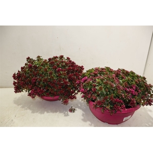 Sedum Spu Spot D Ros