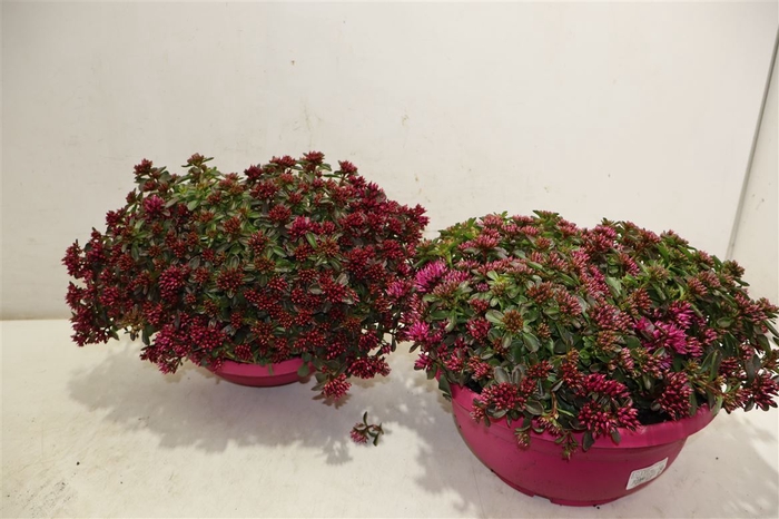 <h4>arr8 Sedum Spu Spot D Ros</h4>