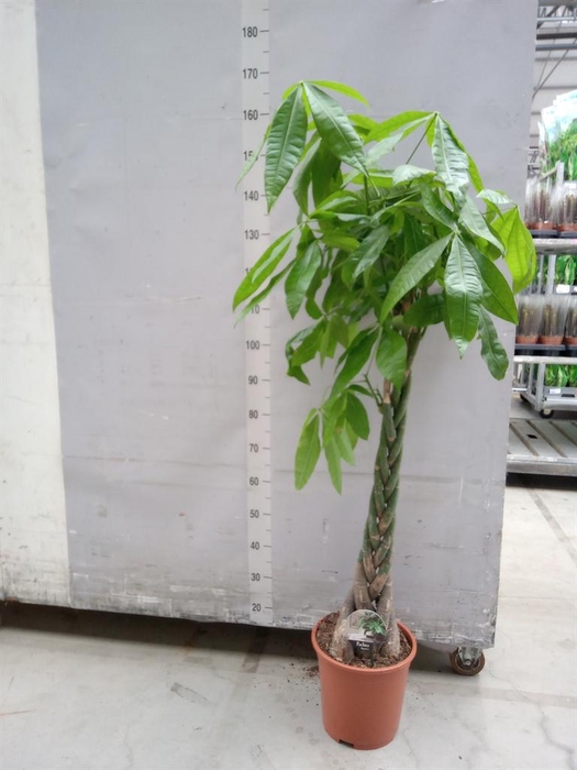 <h4>Pachira aquatica</h4>