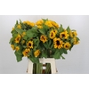 Helianthus Orange Fire