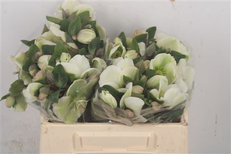 <h4>Helleborus Molly White</h4>