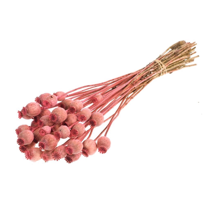 <h4>Papaver Pink</h4>