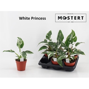 Philodendron White Princess 12Ø 30cm