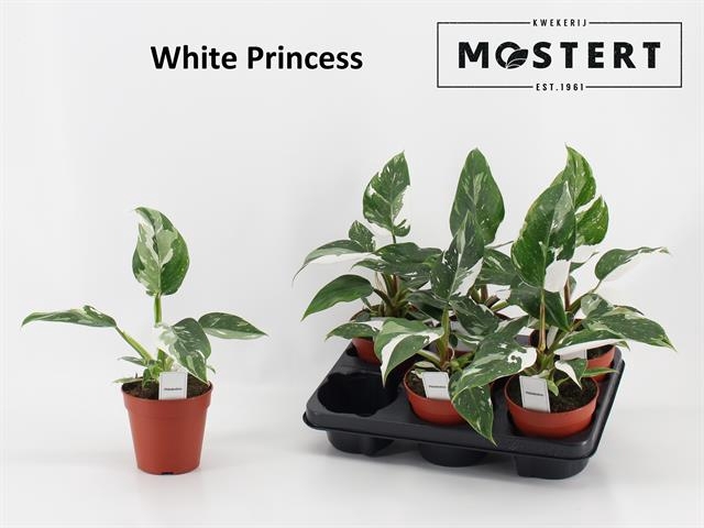 Philodendron White Princess 12Ø 30cm