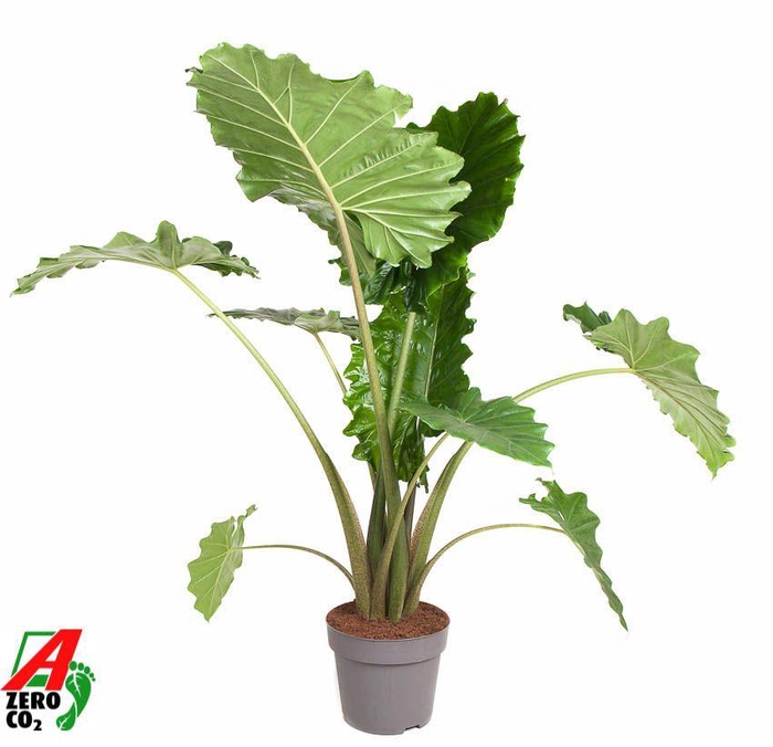 <h4>Alocasia Portodora (NO GAP)</h4>