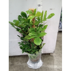 Philodendron pedatum