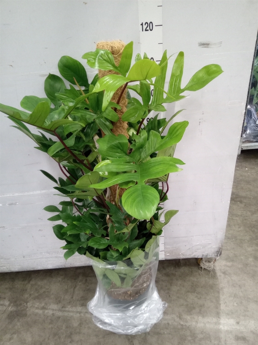 <h4>Philodendron pedatum</h4>