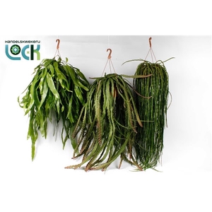 Rhipsalis Epiphyllum hang mix