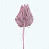 Dried Palm Spear Light Pink