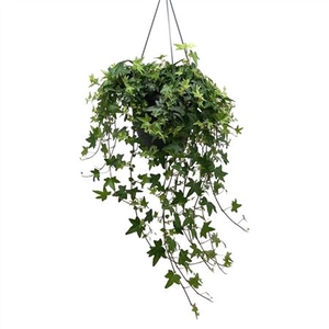 Hedera He Groen Hang