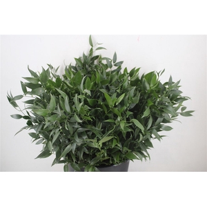 Ruscus 60 Cm Per Stem