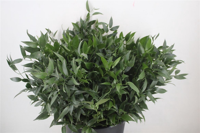 <h4>Ruscus 60 Cm Per Stem</h4>