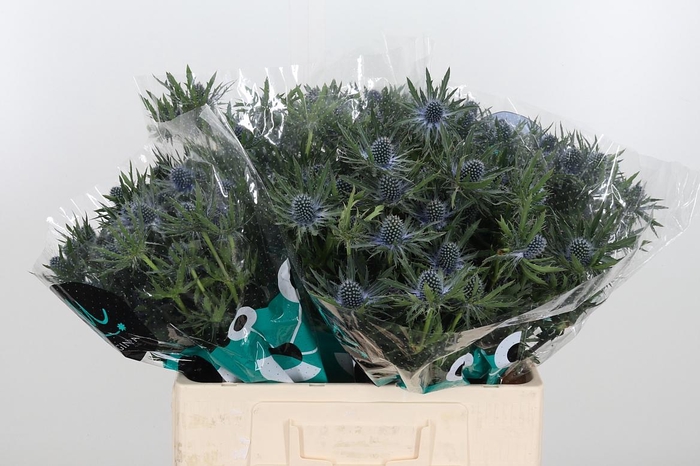 <h4>Eryn Orion Qstar</h4>