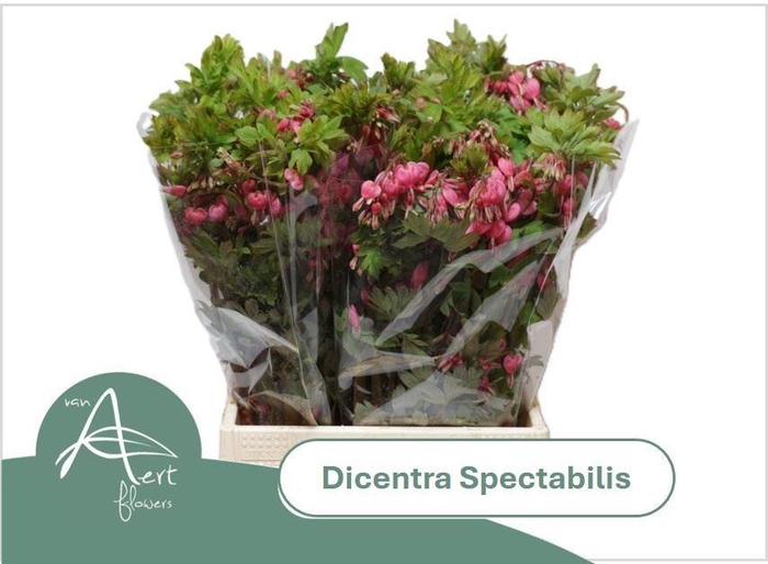 <h4>DICENTRA SPECTABILIS PINK</h4>