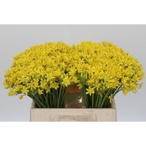 Allium Moly Jeannine