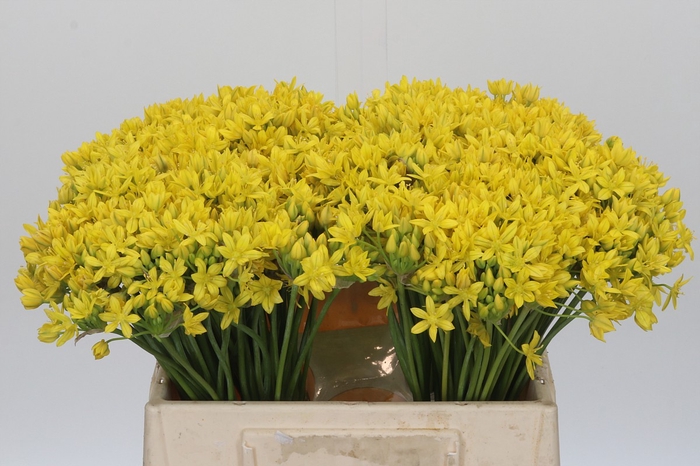 Allium Moly Jeannine