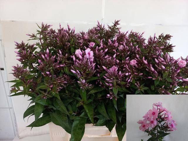 <h4>Phlox Brave Eyes</h4>
