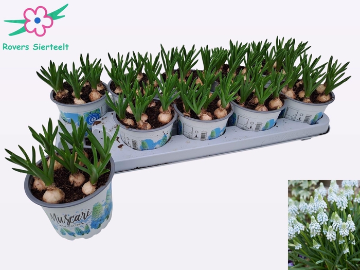 <h4>MUSCAR MANON</h4>