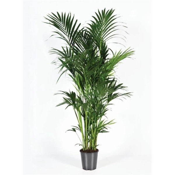 <h4>Howea forsteriana 240cm (Kentia)</h4>