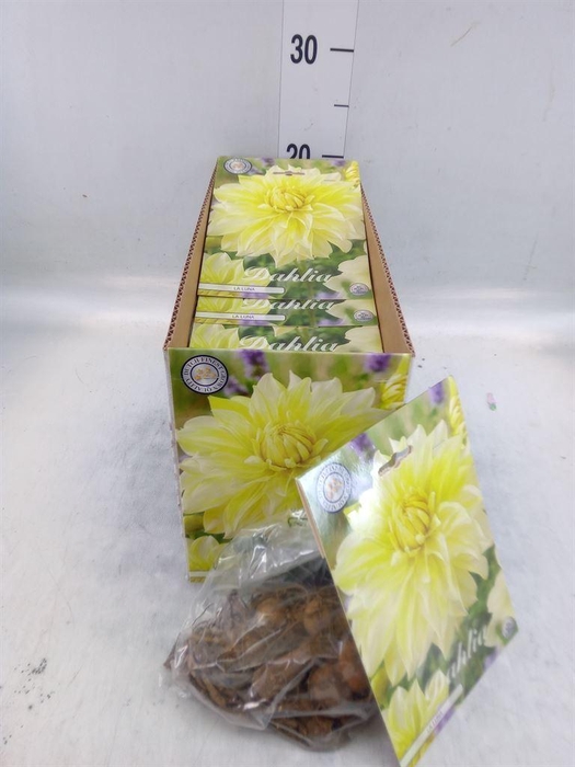 <h4>Dahlia   ...flowerbulbs</h4>