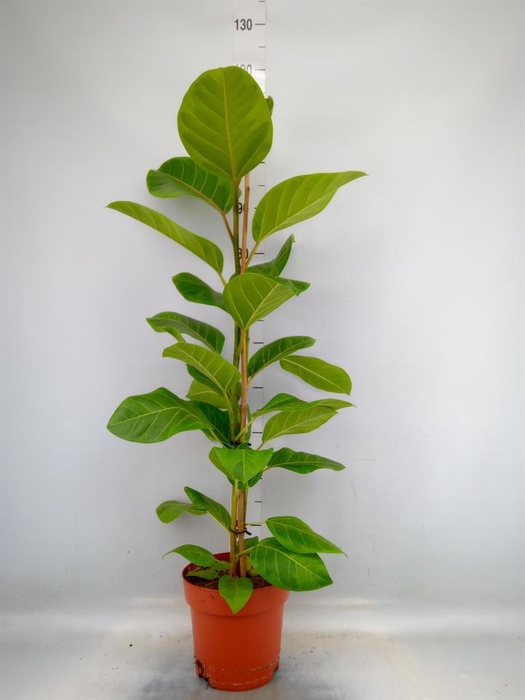 <h4>Ficus altissima</h4>