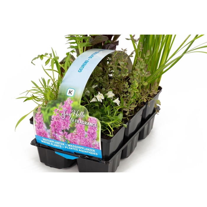 <h4>Geurende planten in sixpack</h4>