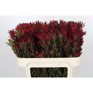 Leucadendron Blush Spray