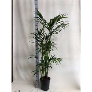 KENTIA - P27 H 200 - 7/8 PP - EcoLine (Howea forsteriana)