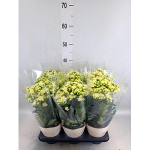 Kalanchoe  'Sunny White'