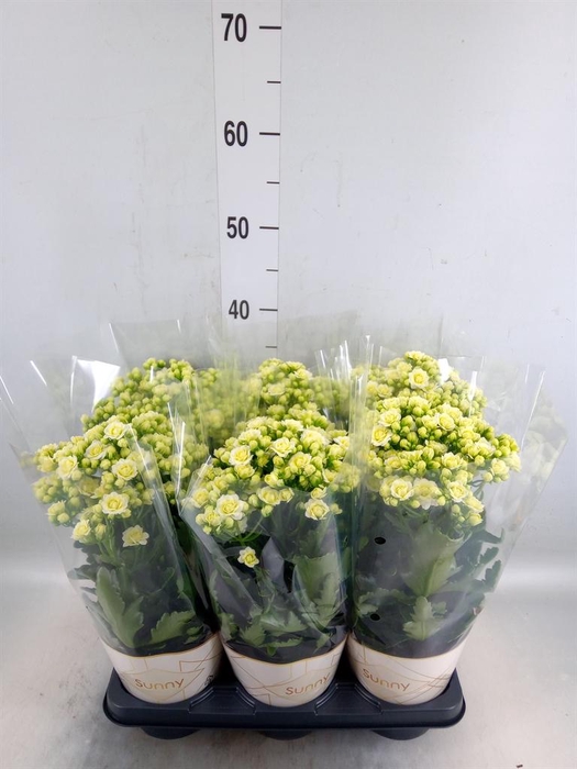 <h4>Kalanchoe  'Sunny White'</h4>