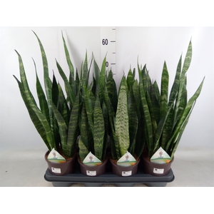 Sansevieria trifa. 'Black Coral'