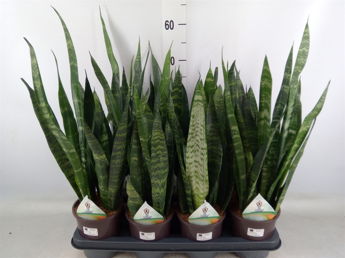 <h4>Sansevieria trifa. 'Black Coral'</h4>