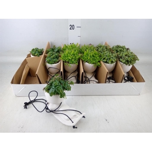 Arr.   Kamerplant Groen L%