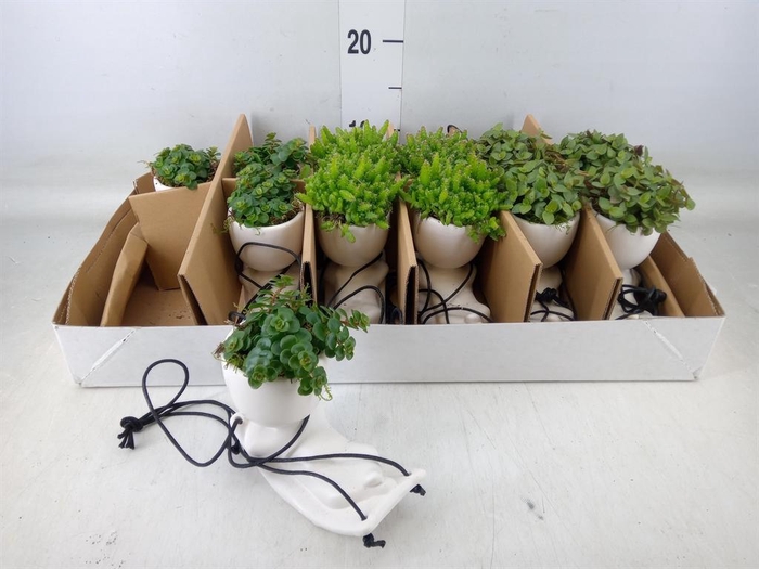 <h4>Arr.   Kamerplant Groen L%</h4>