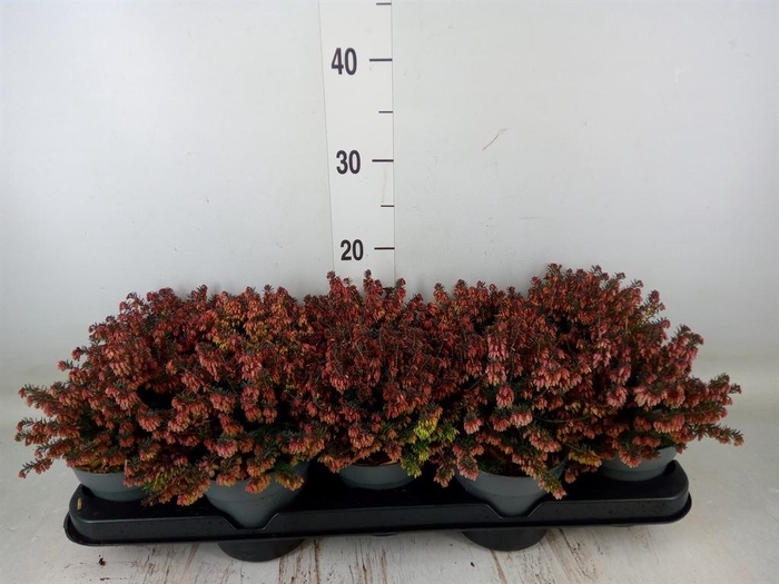 <h4>Erica carnea</h4>