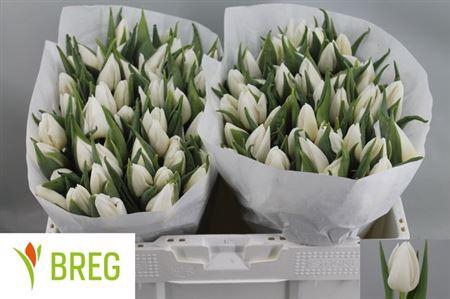 <h4>Tu En White Prince</h4>