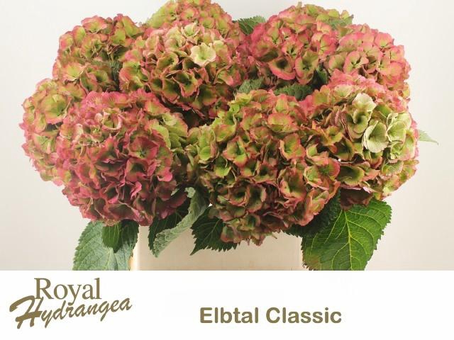 <h4>HYDR M ELBTAL CL</h4>