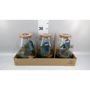 Arr. Planten H%