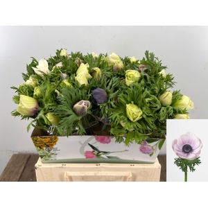 ANEM CO GALIL PASTEL