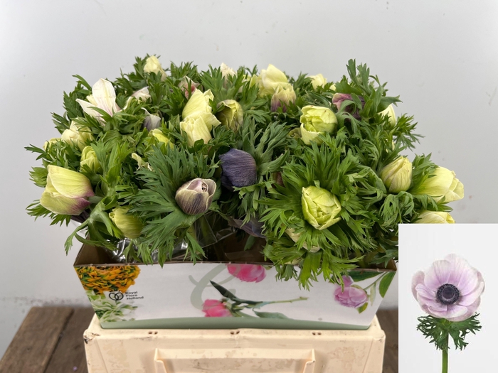 <h4>ANEM CO GALIL PASTEL</h4>