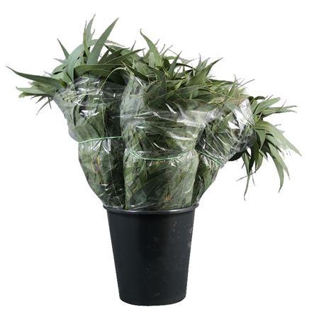 <h4>Lancet Per Bos</h4>