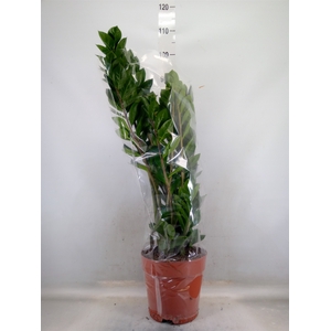 Zamioculcas zamiifolia