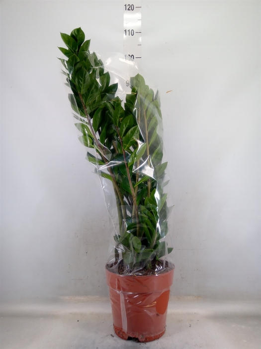 <h4>Zamioculcas zamiifolia</h4>